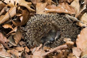 Hedgehogs will make use of twigs and leaves in your garden as they prepare for winter. (Picture: PA).