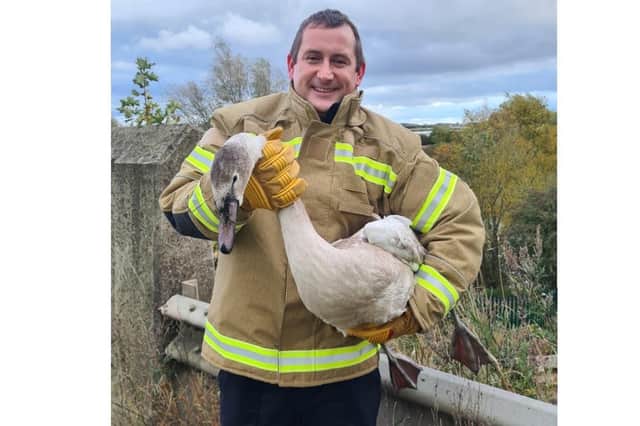 Firefighters saved the swan from what could have been a 'lingering death'