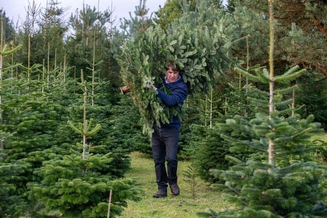 There are plenty of Christmas tree farms in Yorkshire where you can pick your own. (Pic credit: Bruce Rollinson)