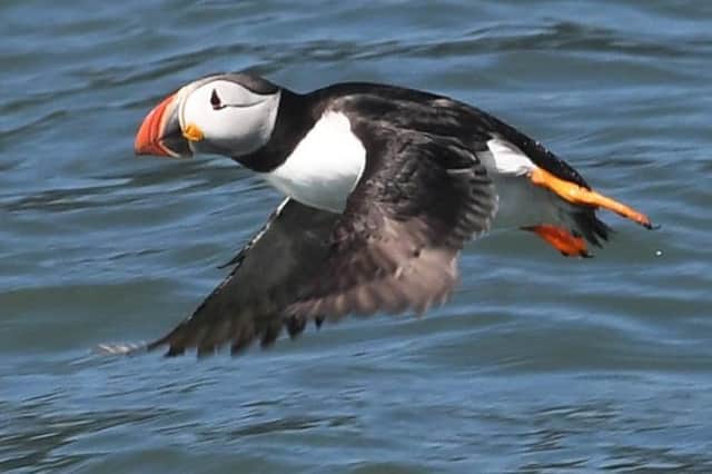 With their comical gait and brilliantly coloured breeding season bills, puffins are among the most popular sights in the UK’s coastal nature reserves. Picture by Simon Hulme