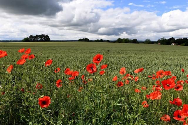 A poppy field near Ripon. (Pic credit: Gerard Binks)