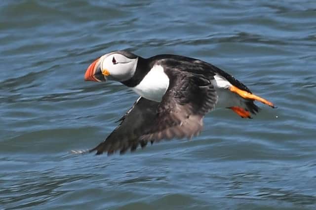 A puffin flying past Bempton Cliffs Picture: Simon Hulme