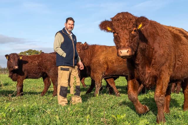Angus Gowthorpe and his Salers Cattle