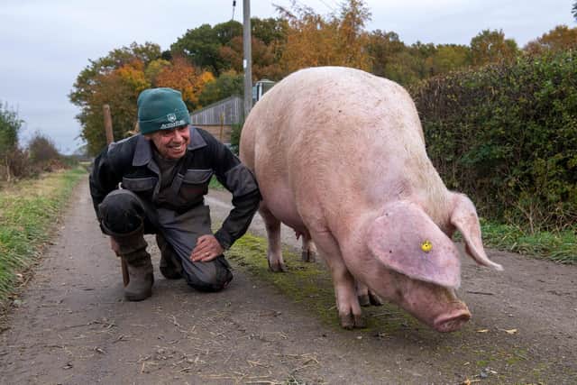 Jim Farrington, Beechwood Farm, Easingwold, a pig breeder of rare pig breeds - Tamworth & Welsh sows