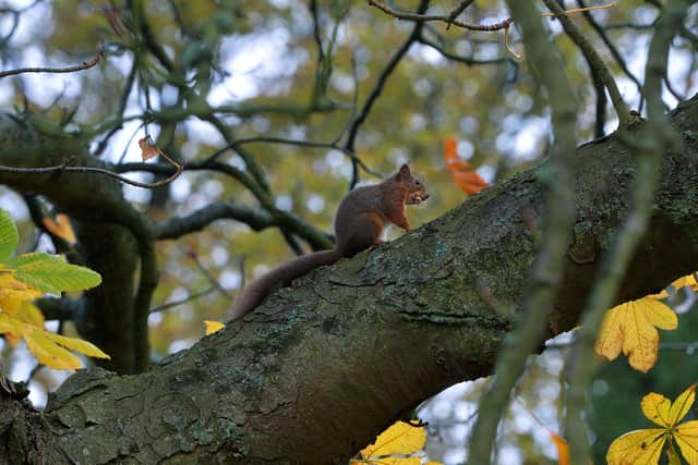 Red squirrels are now often seen around The Green Dragon