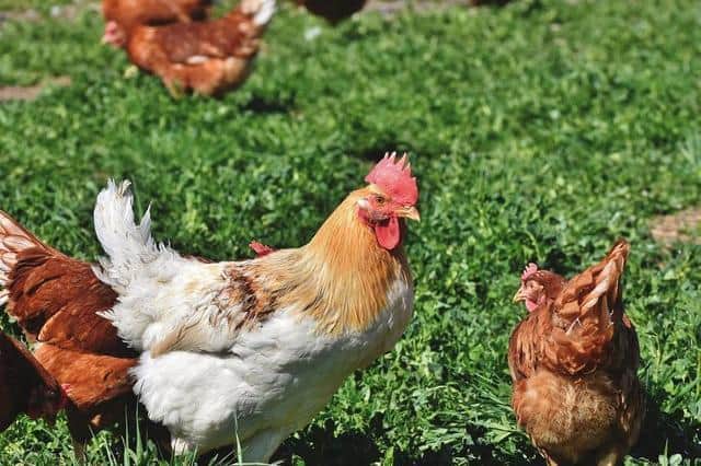 Avian influenza H5N1 has been confirmed in birds at a premises near Leeming Bar, Hambleton, North Yorkshire