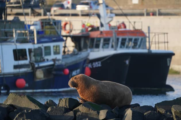 The walrus in Seahouses