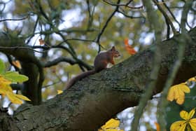 A red squirrel at Hardraw Force this autumn