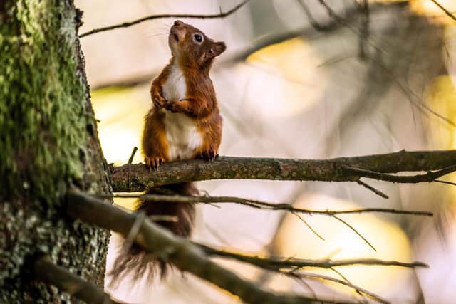 A squirrel at the Snaizeholme reserve in Wensleydale