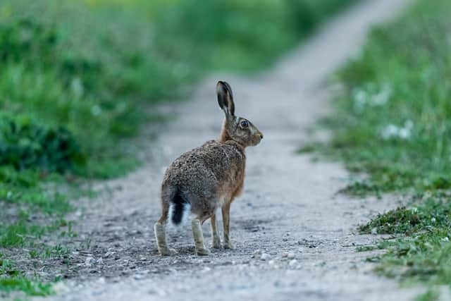 Hare in Springtime. Picture: Annette Pyrah/Adobe Stock.