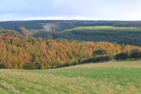 Dalby Forest in North Yorkshire. Picture by Gary Longbottom.