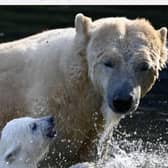 Yorkshire Wildlife Park is participating in and sponsoring the International Think Tank on Polar Bear Welfare