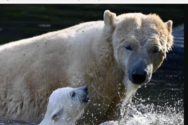 Yorkshire Wildlife Park is participating in and sponsoring the International Think Tank on Polar Bear Welfare