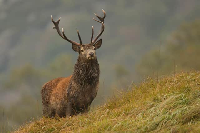 The stags antlers are shed in time for a new pair to grow for rutting season