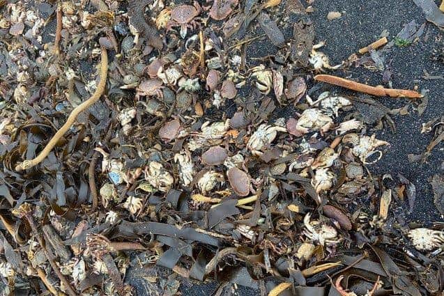 Saltburn beach on October 24 where thousands of crabs were found washed up