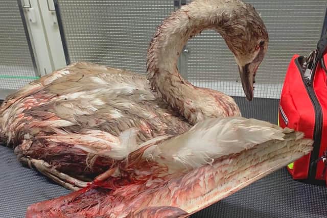 The young swan sustained very serious injuries (Photo: Yorkshire Swan & Wildlife Rescue Hospital via Facebook)