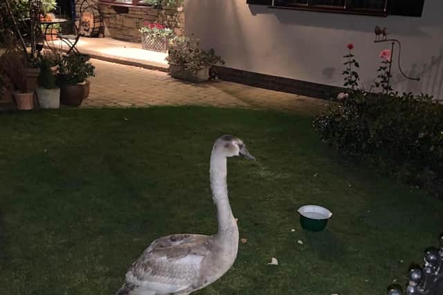 The swan after his dramatic landing on a residential street (Photo: Yorkshire Swan & Wildlife Rescue Hospital via Facebook)