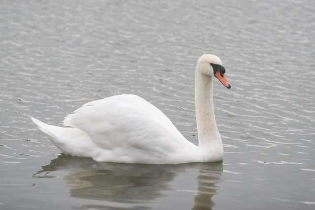 A file photo of a swan
