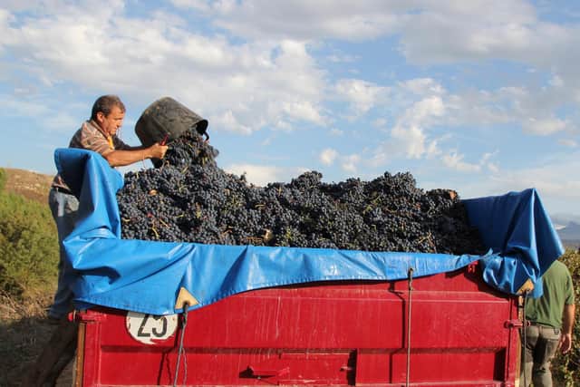 Grapes being harvested in Rioja.