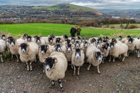 Does  International Trade Secretary Anne-Marie Trevelyan understand sheep farming?