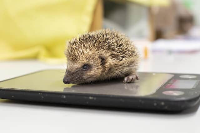 Every year, the RSPCA receives thousands of calls from the general public reporting their concerns about a hedgehog. Photo courtesy of the RSPCA