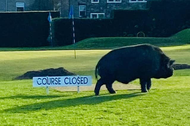 One of the creatures which escaped onto the course at Lightcliffe Golf Club