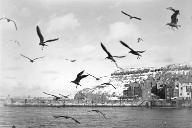 Whitby's winters past... gulls before Whitby cliffs in snow. Image by former press photographer John Tindale, revealed as his old recovered audio tapes are turned into a new film for Whitby Museum.
