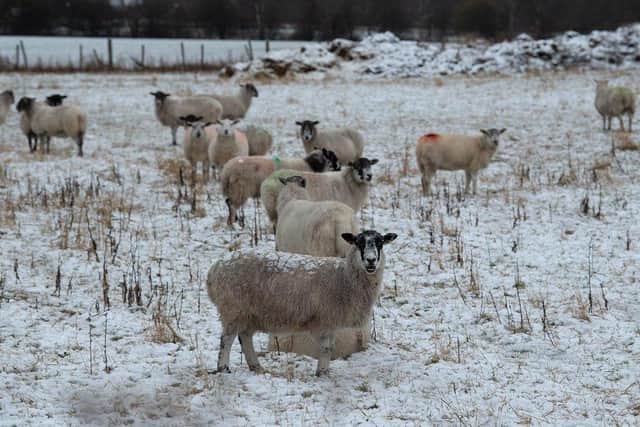 Sheep in the snow at Woodlesford, Leeds [Image: Simon Hulme]