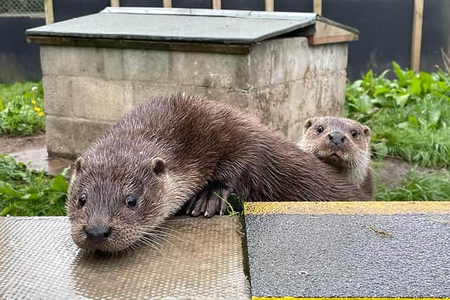 The baby otters were sadly separated from their mothers during a storm