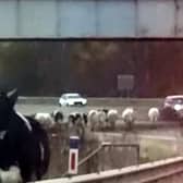 The cows had leapt over the barrier just before junction 31