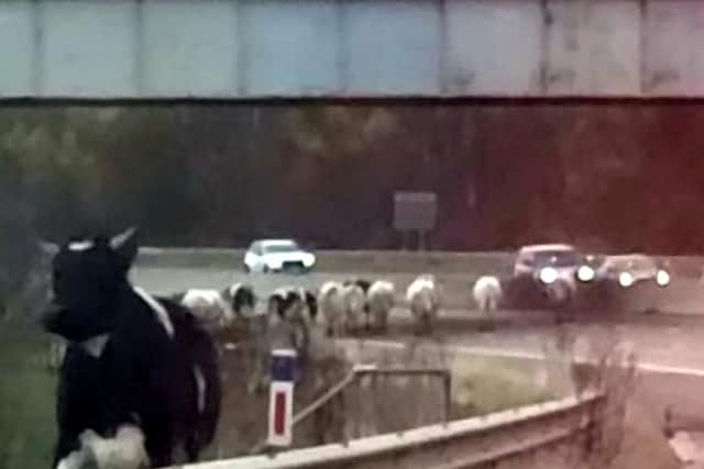 The cows had leapt over the barrier just before junction 31