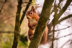 A red squirrel at Snaizeholme