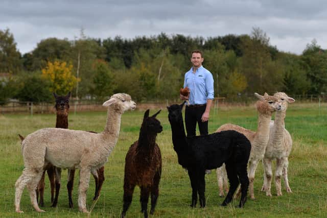 Ben with their alpacas