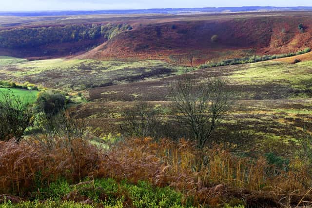 Ferns turning brown at the Hole of Horcum