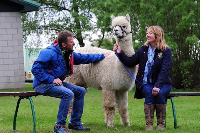 An Alpaca from Beacon Alpacas at the Great Yorkshire Showground with The Yorkshire Vet star, Julian Norton. (Pic credit: Simon Hulme)