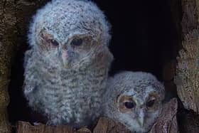 Wildlife artist Robert E Fuller has revealed how he helped two tawny owlets fledge against the odds in a new video.