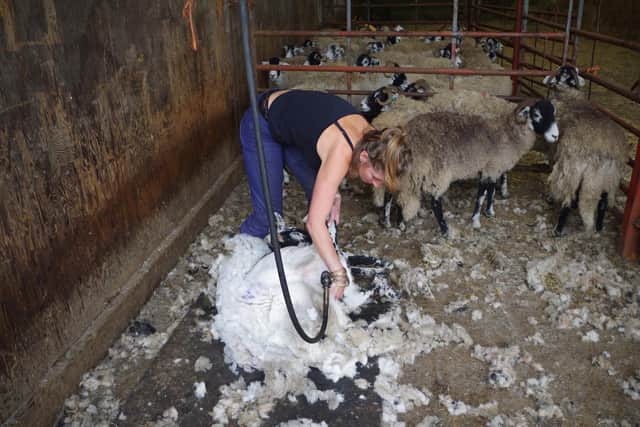 Amanda Owen shearing the sheep in July