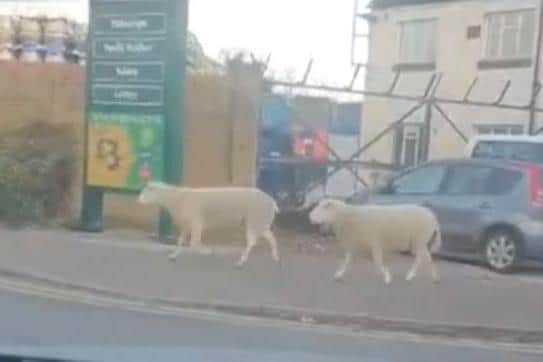 The sheep heading onto a Morrisons car park