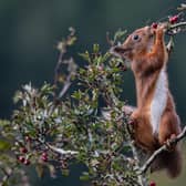 The Red Squirrel Survival Trust has said care needs to be taken when rebuilding their natural habitats.