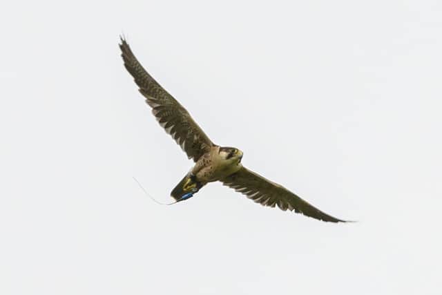 A peregrine falcon