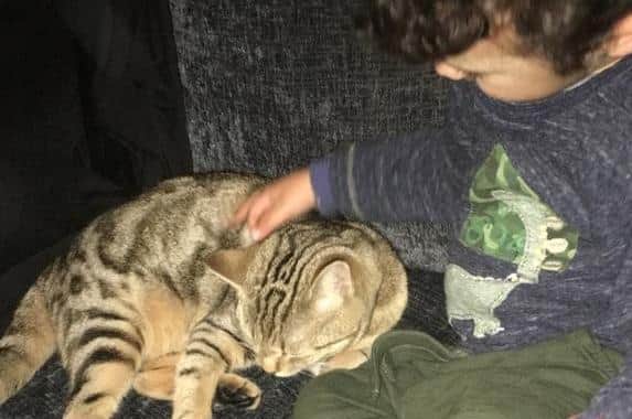 Sansa the cat was shot in the head and killed
