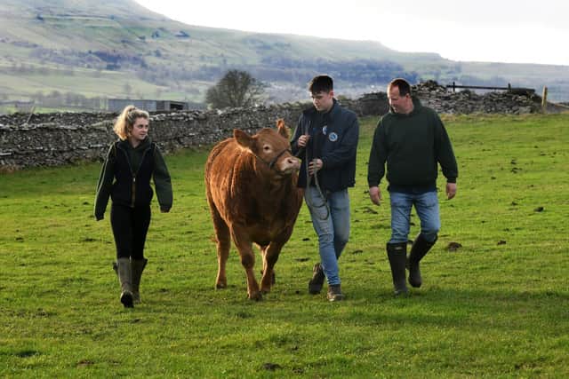 Beth, Luke and Jimmy with Ivy Farm Royalty their first pedigree Limouson cow at their farm near Leyburn