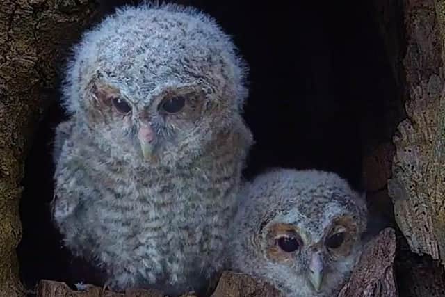 Wildlife artist Robert E Fuller has been watching the owls get ready for winter