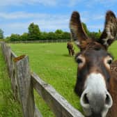 Eccup-based The Donkey Sanctuary has began hosting livestreams of the animals in a bid to boost people's spirit. Photo credit: The Donkey Sanctuary