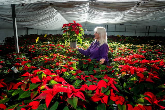 O'Briens Nurseries, on Nursery Lane, just off Golf Links Road, in Hull will feature in the Christmas Eve Gardeners' World special programme  Picture: James Hardisty