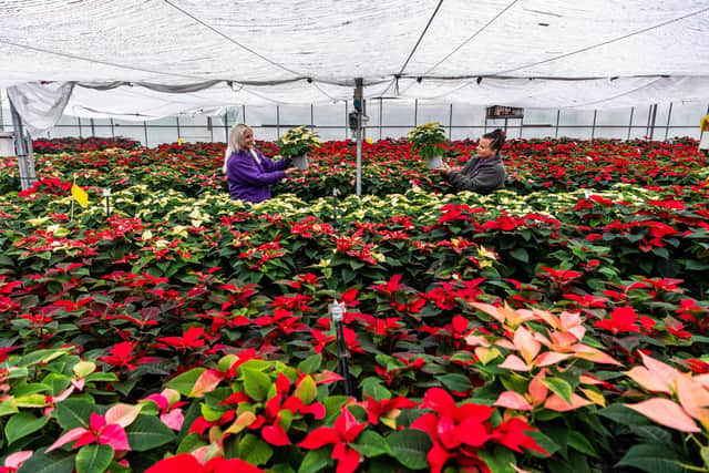 Clare Sharp, with sister Debbie O'Brien amongst their array of around 3,000 poinsettias  Picture: James Hardisty