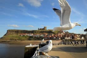 Seagulls around the bandstand in Whitby.