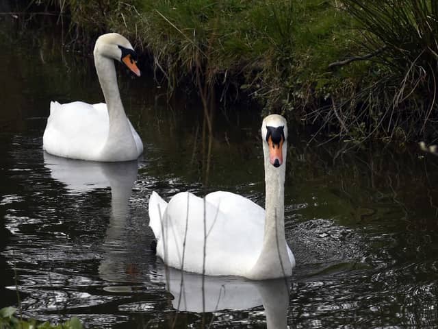 Visitors to Golden Acre Park have been asked not to feed the swans or birds amid an 'isolated number of cases' of avian influenza.
