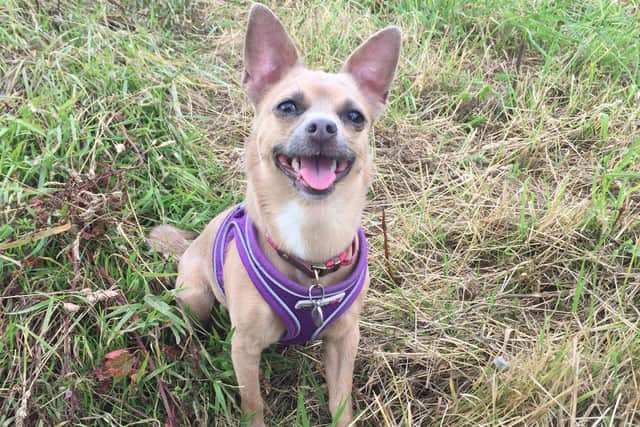 Dolly is looking forward to a happy Christmas after being adopted by an RSPCA officer