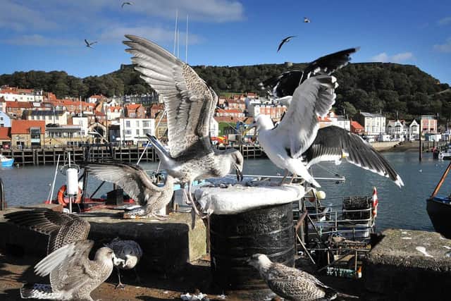 What more can be done to curtail Scarborough's nuisance seagulls?